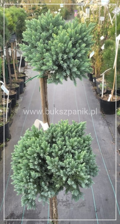 Jałowiec łuskowaty 'Blue Star' - Juniperus squamata