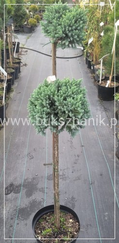 Jałowiec łuskowaty 'Blue Star' - Juniperus squamata