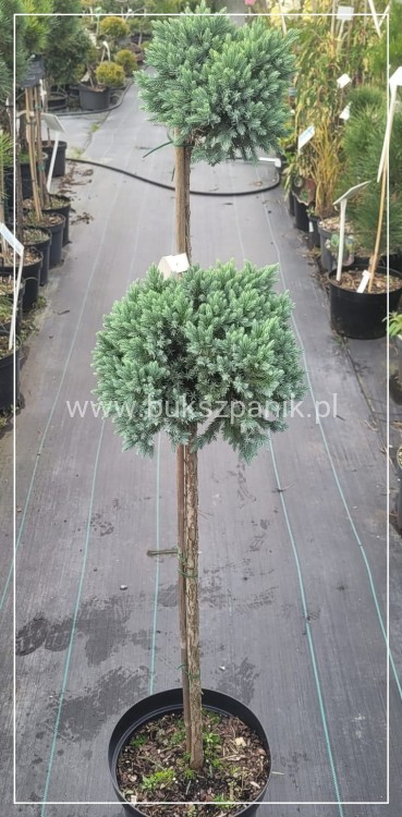 Jałowiec łuskowaty 'Blue Star' - Juniperus squamata