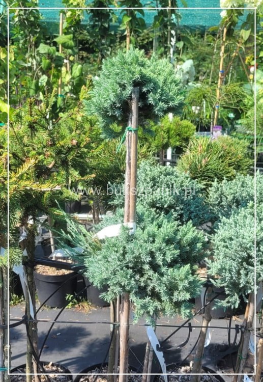 Jałowiec łuskowaty 'Blue Star' - Juniperus squamata