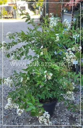 Lagerstromia kwiaty białe- Lagerstroemia indica