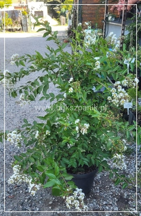 Lagerstromia kwiaty białe- Lagerstroemia indica