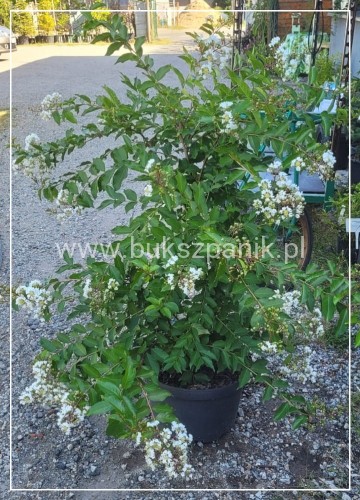Lagerstromia kwiaty białe- Lagerstroemia indica