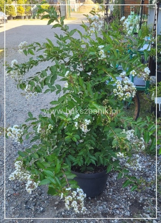 Lagerstromia kwiaty białe- Lagerstroemia indica