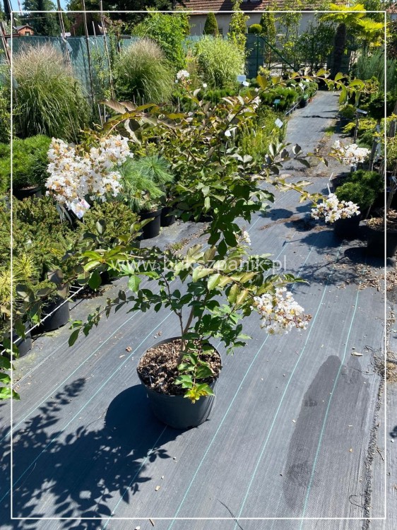 Lagerstromia kwiaty białe- Lagerstroemia indica