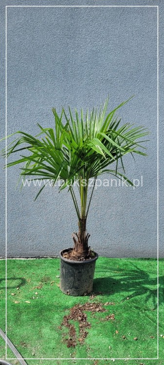 Palma Mrozoodporna Szorstkowiec Fortunego - PalmaTrachycarpus fortunei