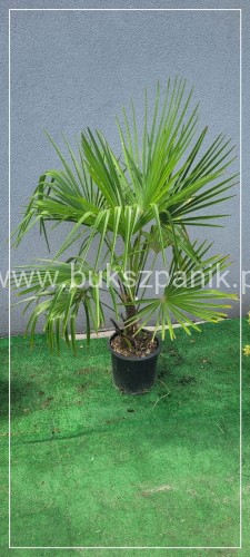 Palma Mrozoodporna Szorstkowiec Fortunego - PalmaTrachycarpus fortunei