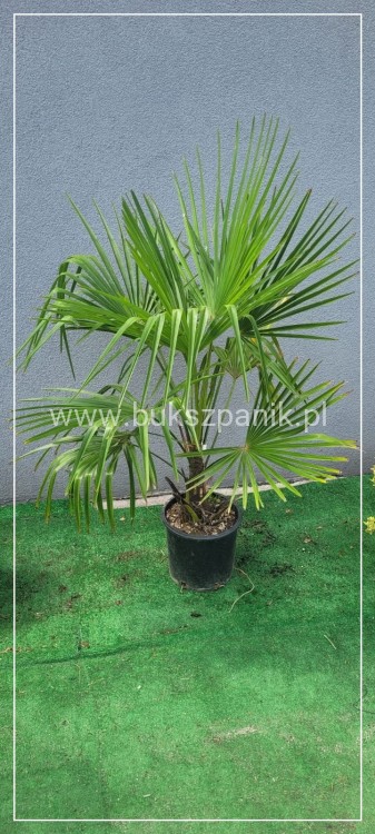 Palma Mrozoodporna Szorstkowiec Fortunego - PalmaTrachycarpus fortunei