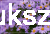 Aster krzaczasty Guliver