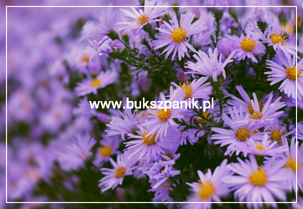 Aster krzaczasty Guliver