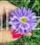 Aster krzaczasty Guliver
