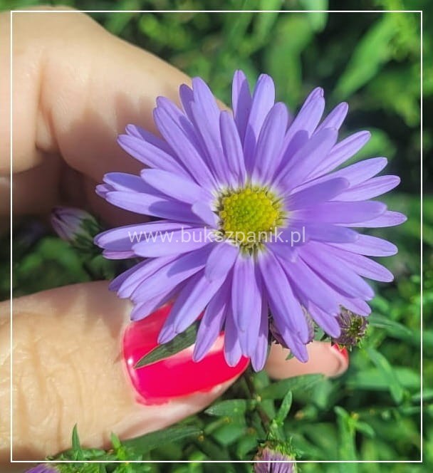 Aster krzaczasty Guliver