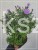 Aster krzaczasty Guliver