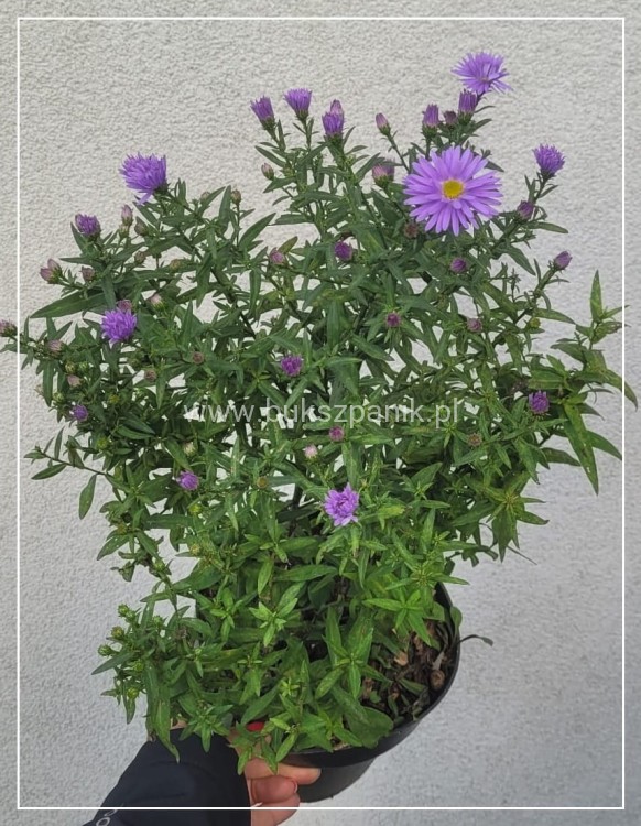 Aster krzaczasty Guliver