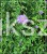 Aster krzaczasty Guliver