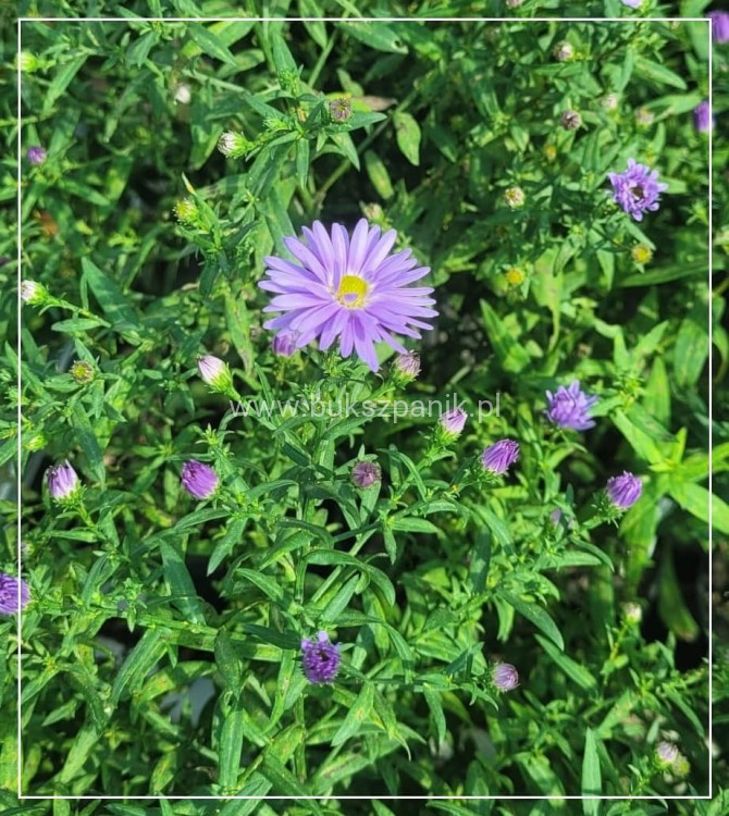 Aster krzaczasty Guliver