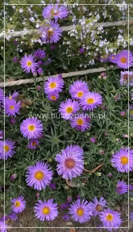 Aster krzaczasty Guliver