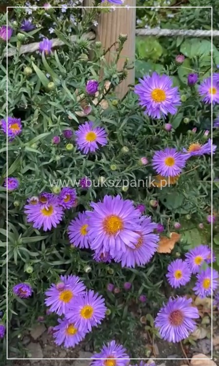 Aster krzaczasty Guliver