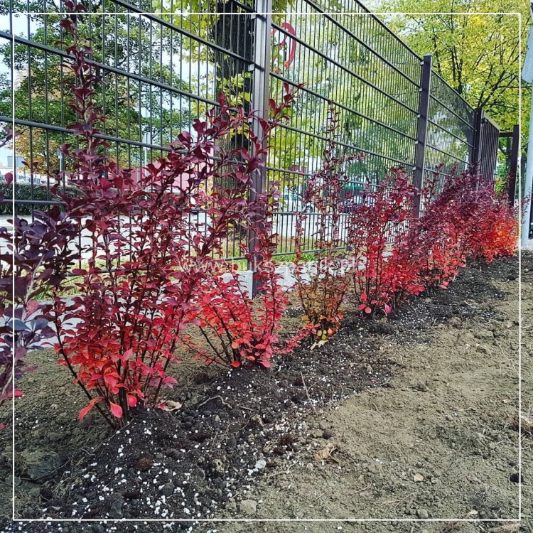 Berberys Thunberga 'Atropurpurea' - Berberis thunbergii C3l