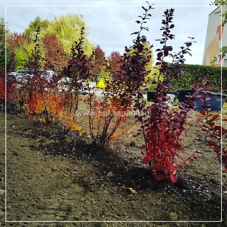 Berberys Thunberga 'Atropurpurea' - Berberis thunbergii C3l