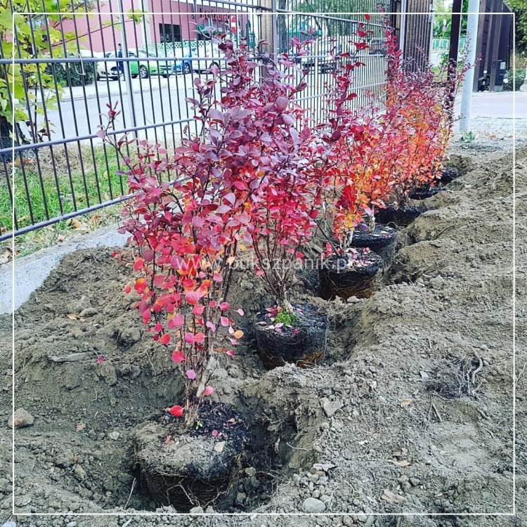 Berberys Thunberga 'Atropurpurea' - Berberis thunbergii C3l