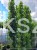AMBROWIEC AMERYKAŃSKI Slender Silhouette'- Liquidambar styraciflua