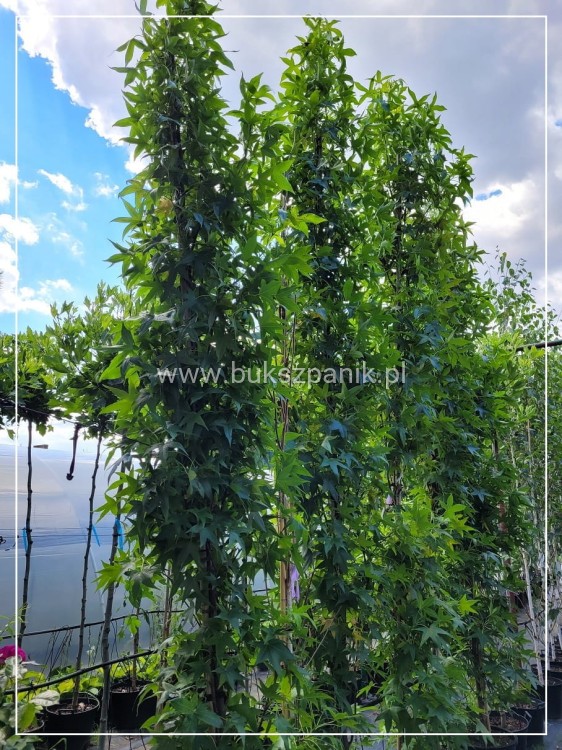 AMBROWIEC AMERYKAŃSKI Slender Silhouette'- Liquidambar styraciflua