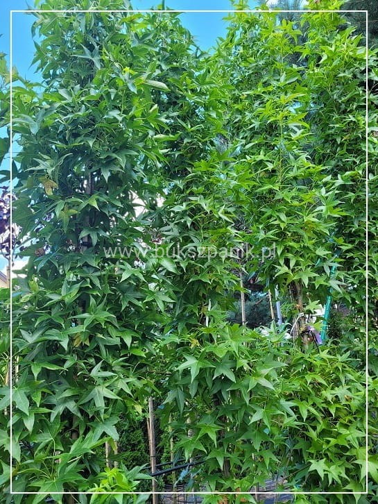 AMBROWIEC AMERYKAŃSKI Slender Silhouette'- Liquidambar styraciflua