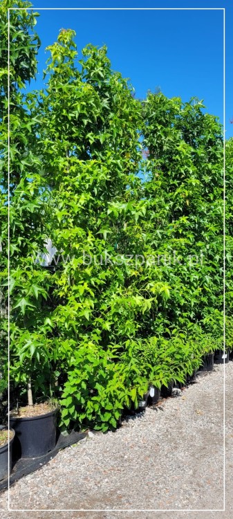 AMBROWIEC AMERYKAŃSKI Slender Silhouette'- Liquidambar styraciflua
