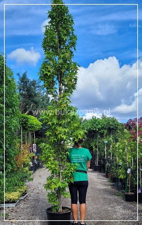 AMBROWIEC AMERYKAŃSKI Slender Silhouette'- Liquidambar styraciflua