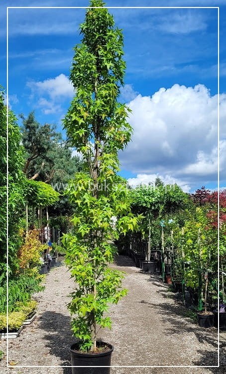 AMBROWIEC AMERYKAŃSKI Slender Silhouette'- Liquidambar styraciflua