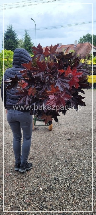 Klon pospolity PURPLE GLOBE- Acer platanoides PA 110cm
