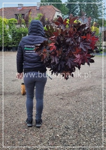 Klon pospolity PURPLE GLOBE- Acer platanoides PA 110cm