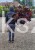 Klon pospolity PURPLE GLOBE- Acer platanoides PA 110cm