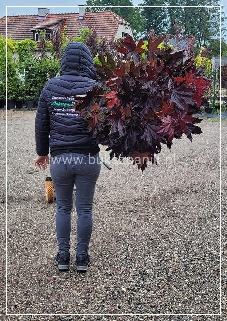 Klon pospolity PURPLE GLOBE- Acer platanoides PA 110cm