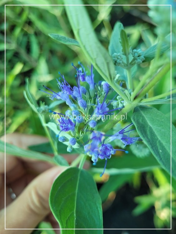 Barbula klandońska 'Heavenly Blue' C7,5l
