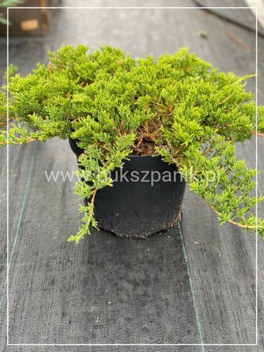 Jałowiec płożący Prince od Wales-Juniperus horizontalis Prince Of Wales