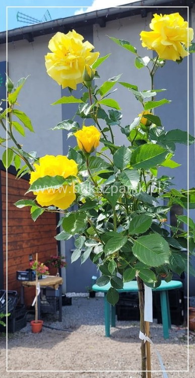 Róża pienna - FRIESIA C7l