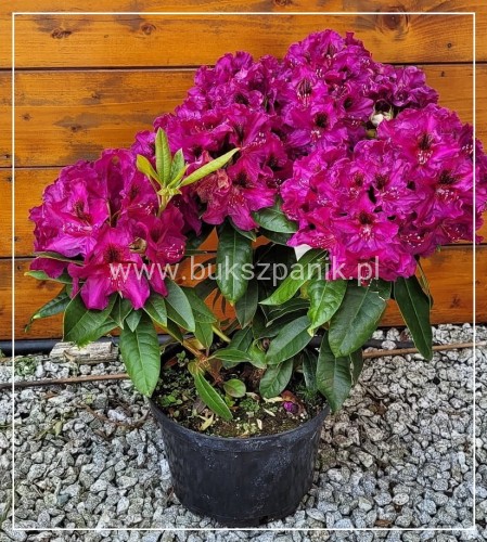 Różanecznik Olin O. Dobbs