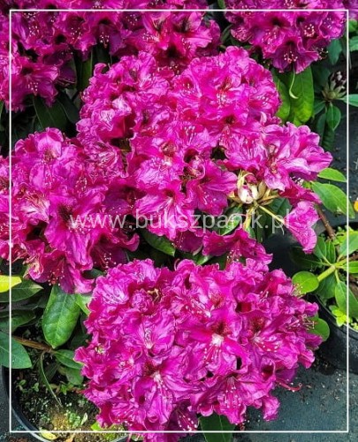 Różanecznik Olin O. Dobbs