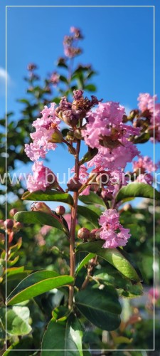 Lagerstromia - Lagerstroemia indica PA