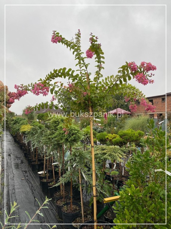 Lagerstromia - Lagerstroemia indica