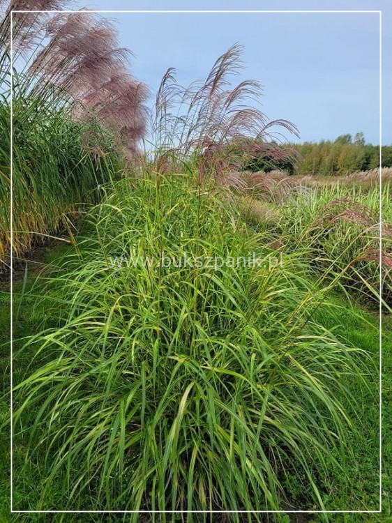 Miskant chiński Luna - Miscanthus sinensis C5l