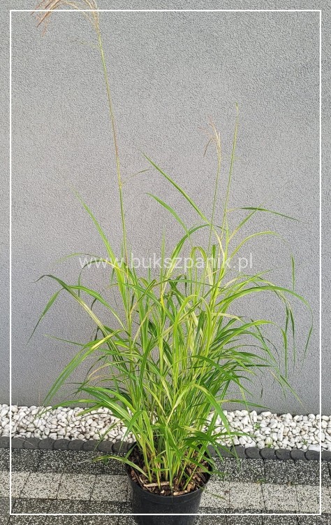 Miskant chiński Luna - Miscanthus sinensis C5l