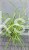 Miskant chiński Luna - Miscanthus sinensis C5l