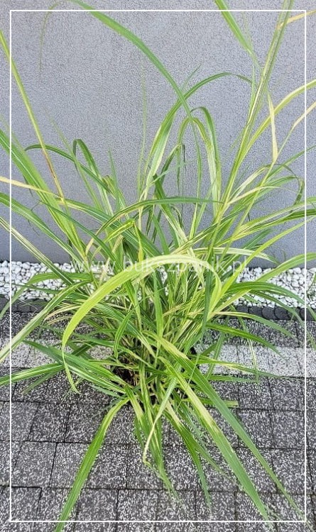 Miskant chiński Luna - Miscanthus sinensis C5l