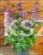 Kocimiętka NEPETA - NEPTUNE