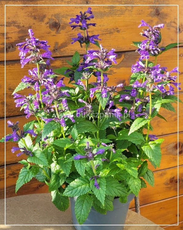 Kocimiętka NEPETA - NEPTUNE