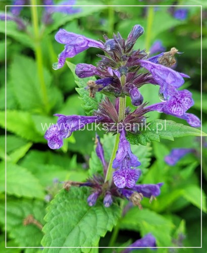 Kocimiętka NEPETA - NEPTUNE