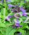 Kocimiętka NEPETA - NEPTUNE